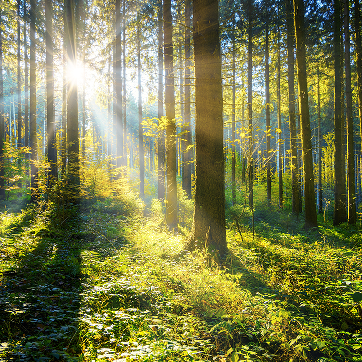 FSC zertifizierte Kartonverpackung